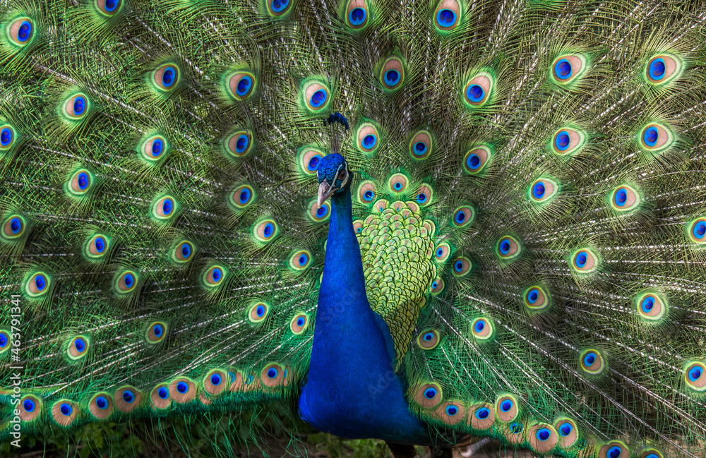Obraz premium peacock with feathers out