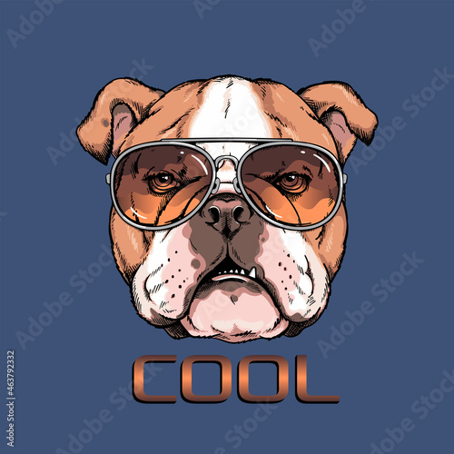 Cute english bulldog portrait. Dog in sunglasses. Vector illustration. Stylish image for printing on any surface