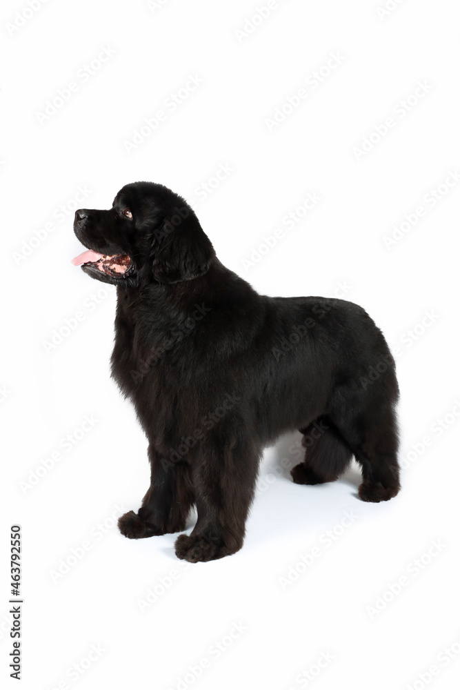 standing newfoundland dog isolated on white background standing newfoundland dog isolated on white background