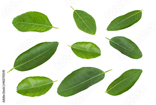 Green lime leaves collection isolated