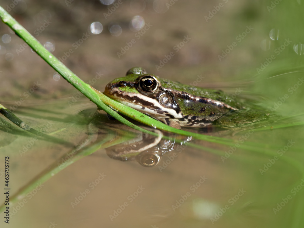 Close-up of a pool frog (Rana lessonae) in the water of a puddle in the forest, Germany Close-up of a pool frog (Rana lessonae) in the water of a puddle in the forest, Germany