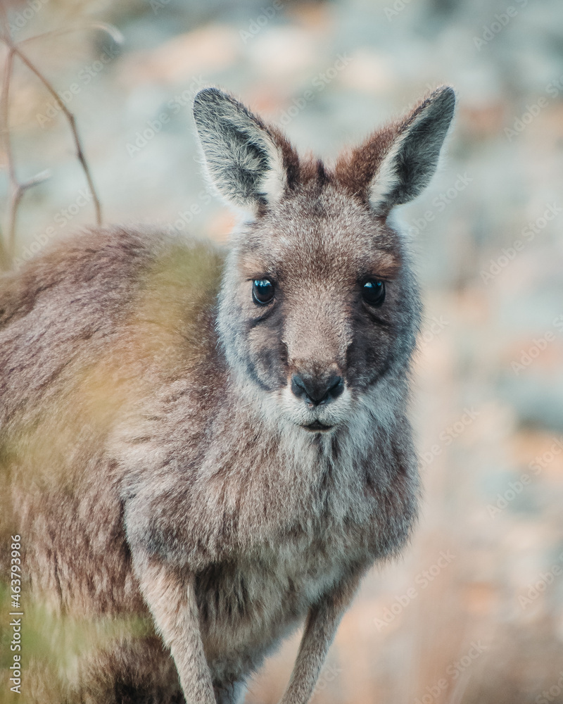 Cute kangaroo in the wild staring into the lens Cute kangaroo in the wild staring into the lens
