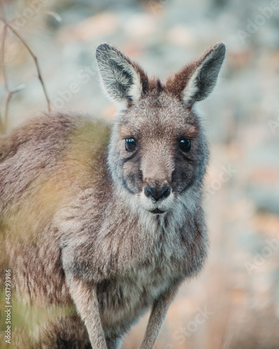 Fototapeta Naklejka Na Ścianę i Meble -  Cute kangaroo in the wild staring into the lens