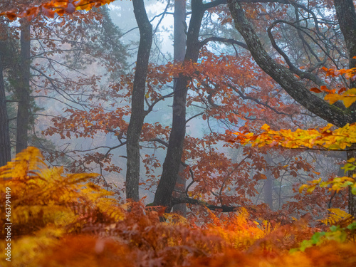 Bright yellow ferns and colourful autumn trees growing in misty forest in fall