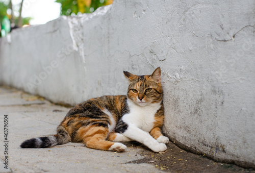 Street spotted cat walks. A wandering pet. Purebred cat on the street. © Ярослав Марценюк
