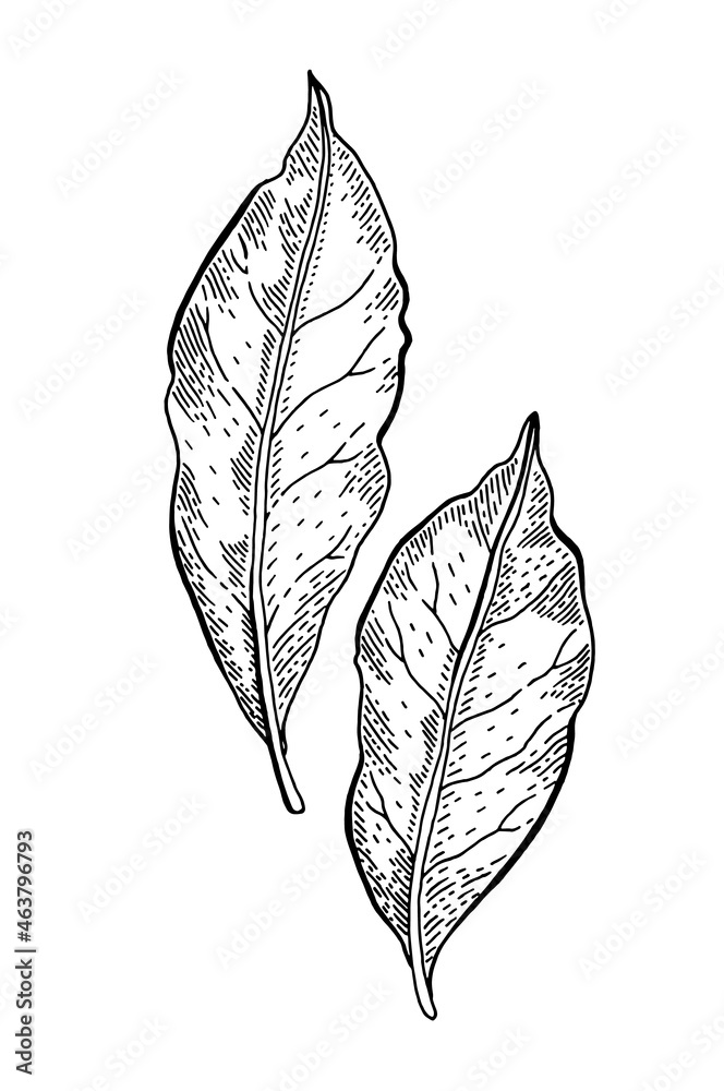 Bay leaf sketch. Laurel tree illustration. Hand drawn vector plant