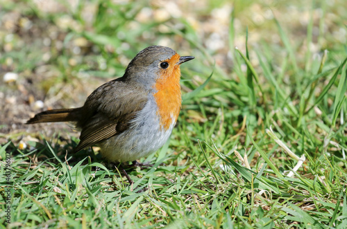 Cute robin redbreast bird with orange feathers and round shape, standing on grass. European robin, "Erithacus rubecula", side view. Dublin, Ireland