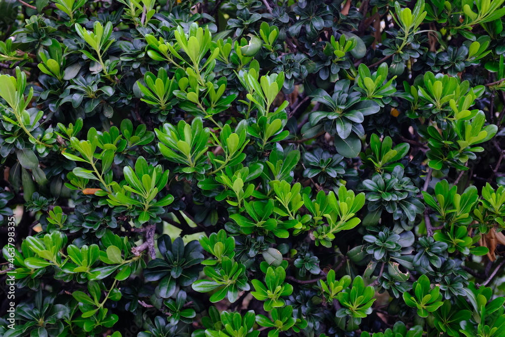 Green Leaves background. Texture for your design
Green Leaves background. Texture for your design