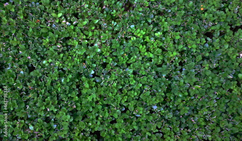 Green Leaves background. Texture for your design 