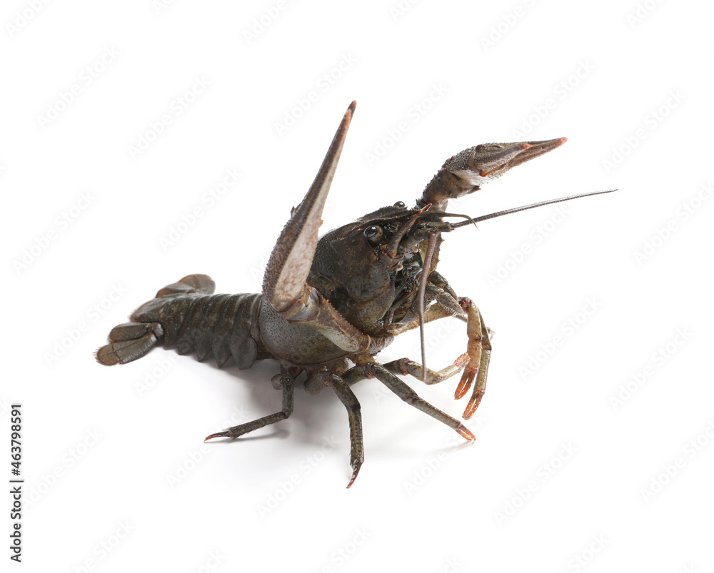 One fresh raw crayfish isolated on white One fresh raw crayfish isolated on white