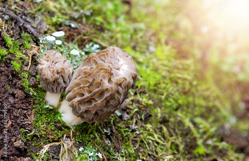 Macro shot of Morchella esculenta growing in the woods. Common morel, yellow morel, true morel mushroom Macro shot of Morchella esculenta growing in the woods. Common morel, yellow morel, true morel mushroom