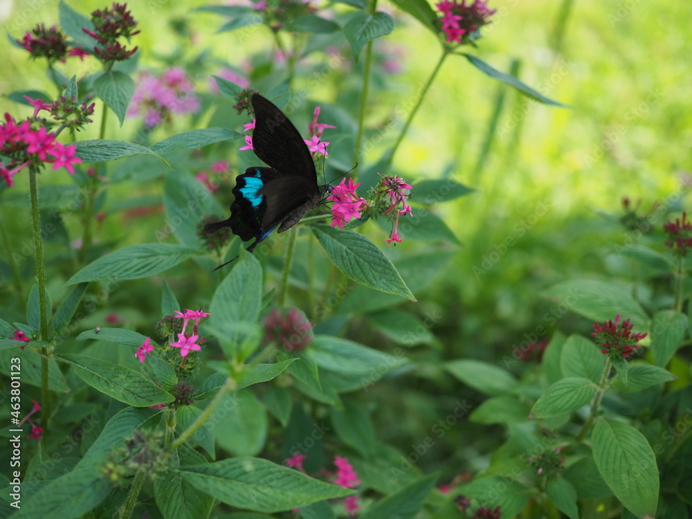 Fototapeta premium Butterfly over starcluster OLYMPUS DIGITAL CAMERA