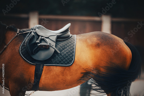 A bay horse with a black leather saddle, a blue saddlecloth and a stirrup on its back, waved its long black tail. Equestrian sports. Equestrian life. photo