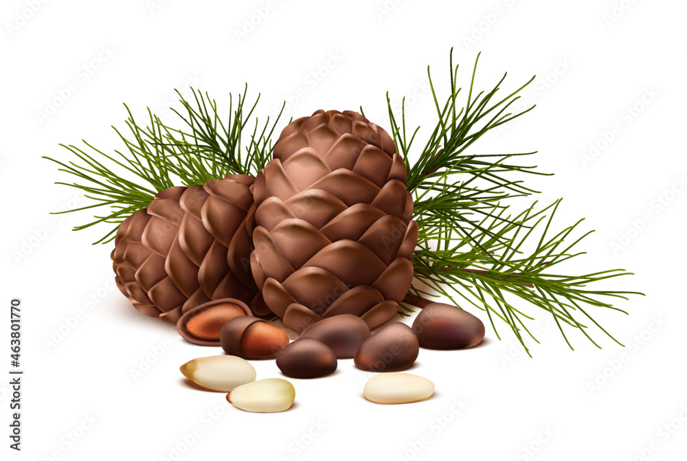  vector icon. Pine nuts with or without shell and fir tree and pine cone. Isolated on white background. - obrazy, fototapety, plakaty 