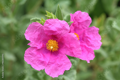 Tableau sur toile Cistus pulverulentus variety Sunset  or magenta rock rose close up on a blurred background