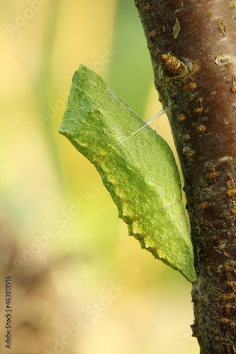 Leinwand Poster Green chrysalis of butterfly mahaon macro. Cocoon of insect.