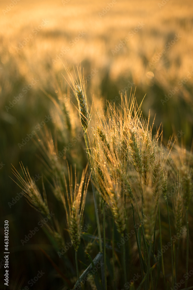 golden wheat field at sunset golden wheat field at sunset