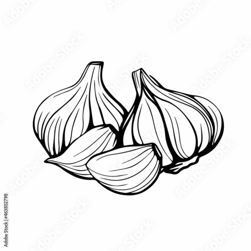 Garlic hand drawn sketch. Garlic head and clove. Strengthening the immune system. Illustration in the Doodle style.