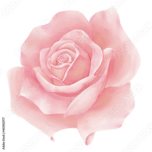 Watercolor illustrations, pink roses on a white background, isolated element