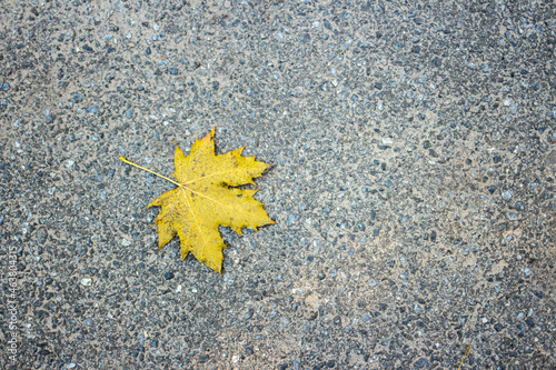 Yellow maple leaf lies on gray asphalt. Place for text