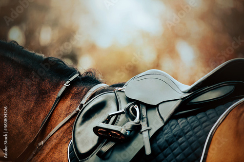 Close-up of a black leather saddle, worn on the back of a bay horse, as well as a blue saddlecloth and stirrup. Equestrian sports and ammunition. Horse riding.