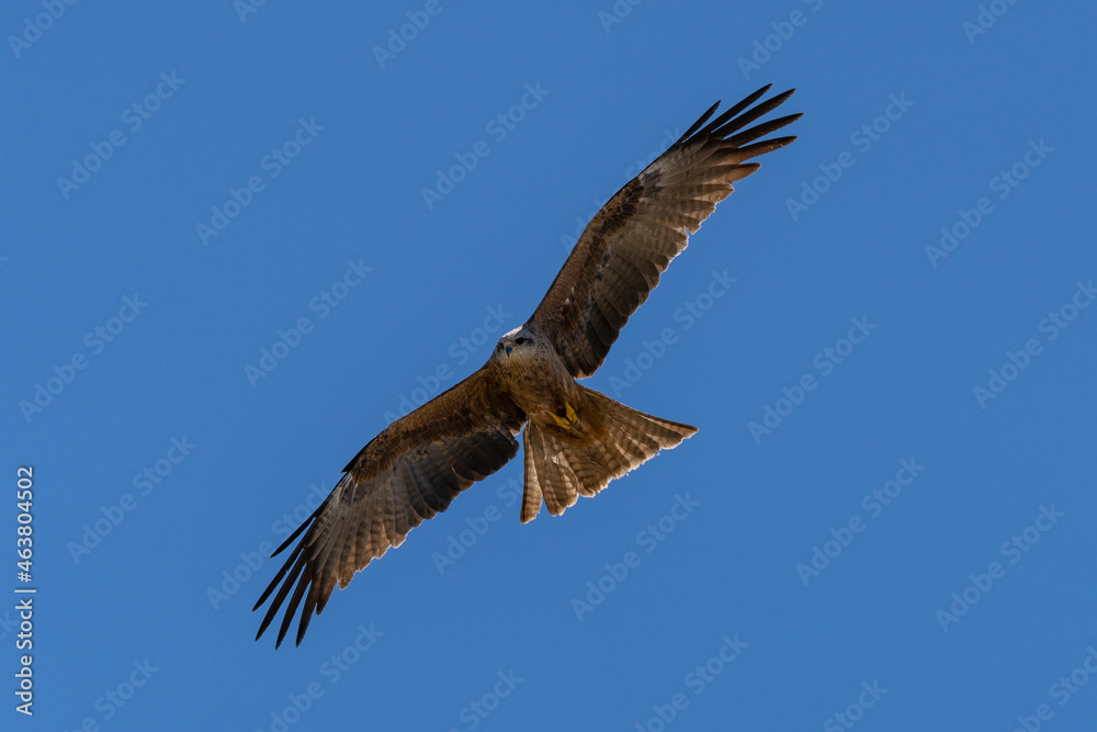 Black kite flying against a bright blue sky Black kite flying against a bright blue sky