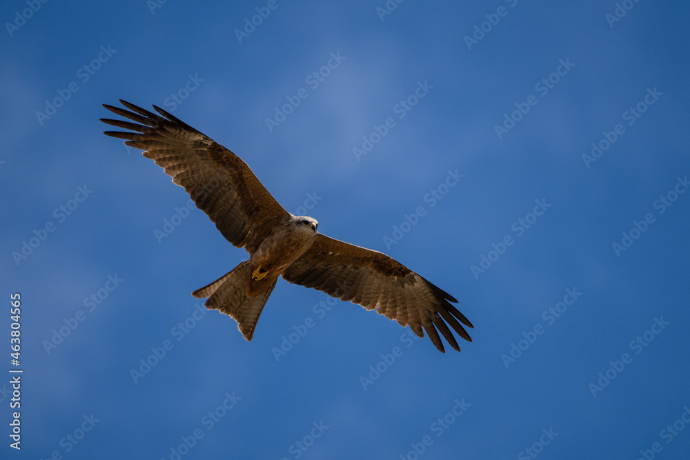 Black kite flying against a bright blue sky Black kite flying against a bright blue sky