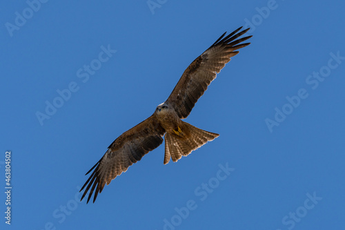 Black kite flying against a bright blue sky © NATHAN WHITE IMAGES