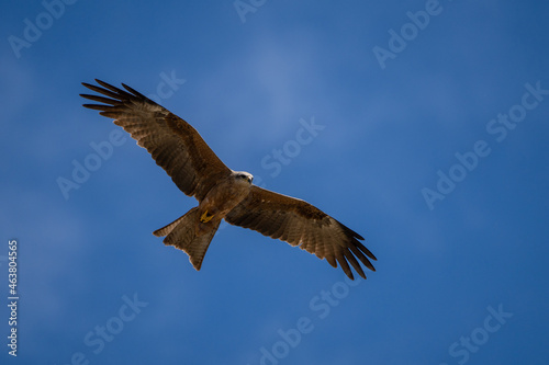 Black kite flying against a bright blue sky