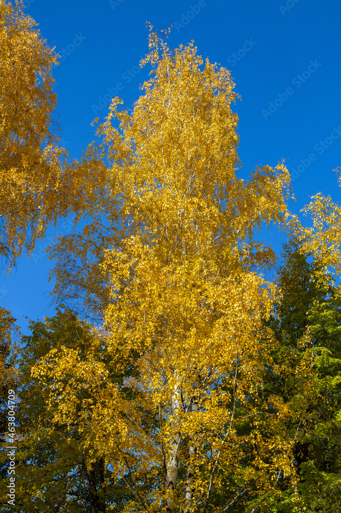 Yellow autumn birch against the blue sky.