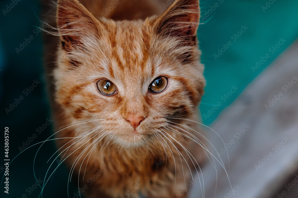 female ginger kitten 