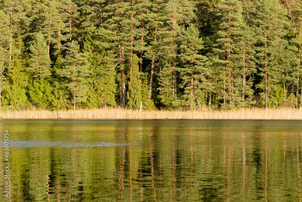 A beautiful forest lake with reeds and a charming reflection in the water