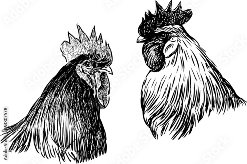 Freehand drawing of two black and white farm roosters