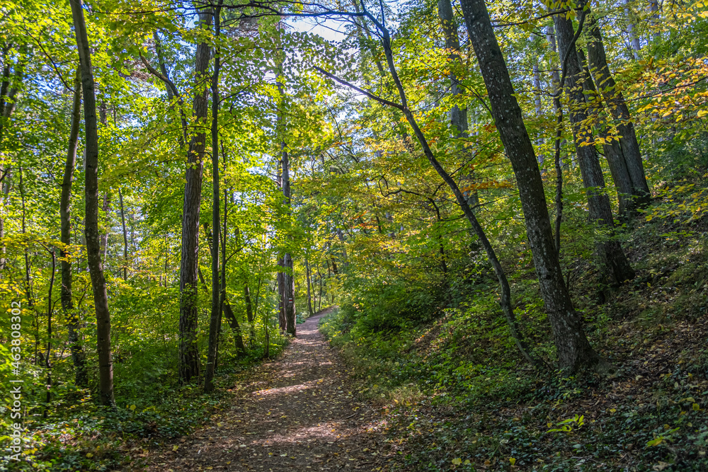 Fototapeta premium vivid green forest 