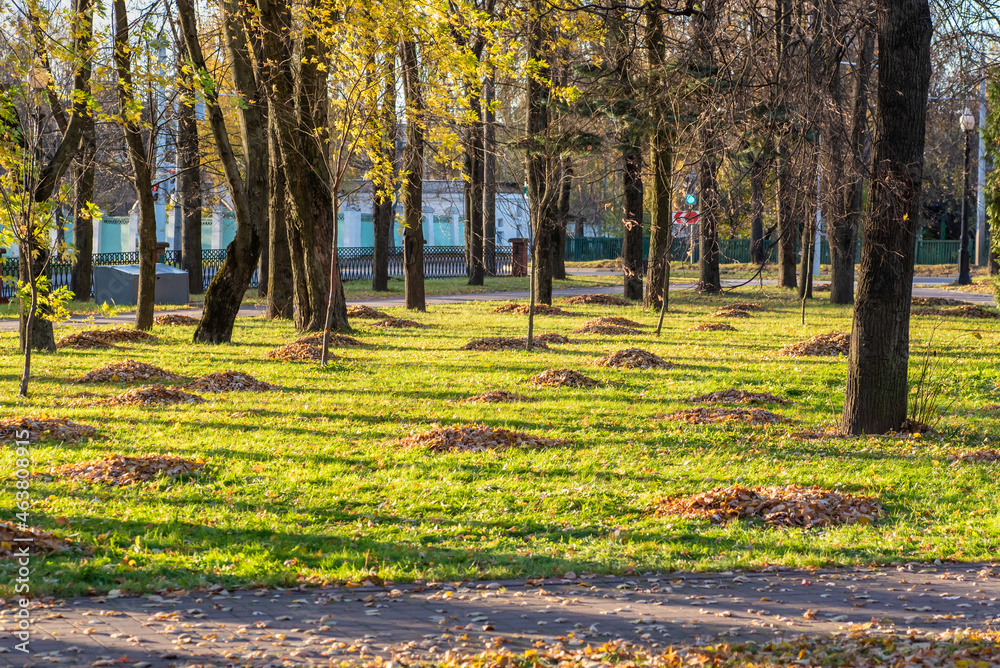 Park in autumn, fallen leaves are collected in heaps