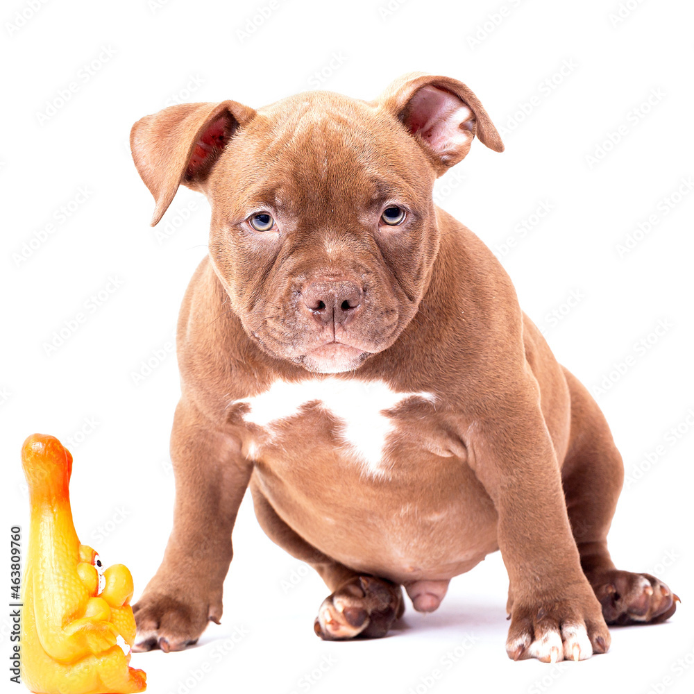 A brown-colored American Bully puppy plays with a plastic toy. Isolated on a white background