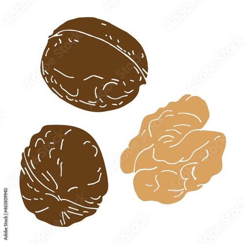 Vector illustration of a set of walnuts