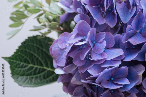 Closeup of purple Hydrangea blooming Flower with petals