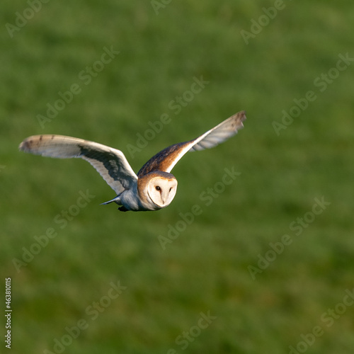 Barn Owl (Tyto alba) hunting in the English countryside