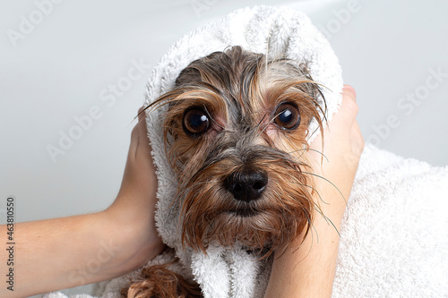 A dog in the bathroom in a towel. Yorkshire Terrier is in the bathroom at home. Care