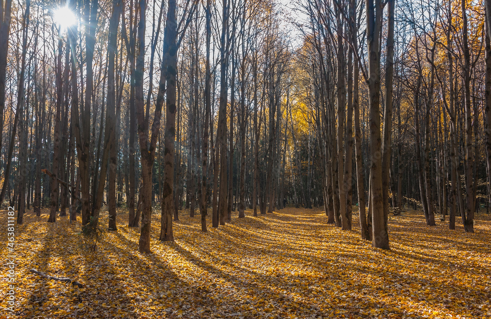The alley in the park is covered with autumn leaves The alley in the park is covered with autumn leaves
