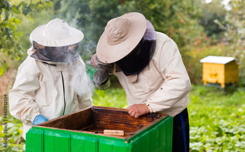 Experienced beekeeper teaches his son caring for bees. Concept of transfer of experience Experienced beekeeper teaches his son caring for bees. Concept of transfer of experience