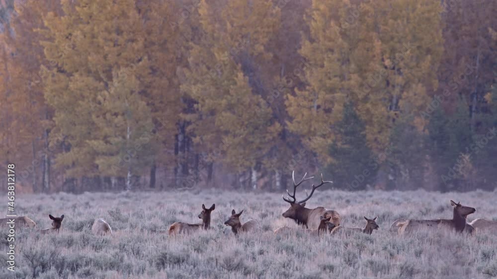 Elk herd in field with Autumn landscape in Wyoming as Bull Elk protects his harem. Elk herd in field with Autumn landscape in Wyoming as Bull Elk protects his harem.