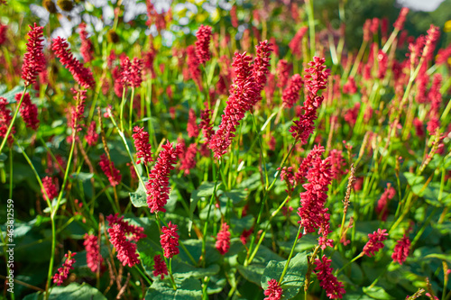 Selective focus of red flower Persicaria amplexicaulis in the garden with soft sunlight, Knotweed is a genus of herbaceous flowering plants, Polygonaceae, Nature floral background. photo