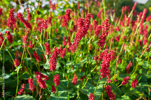 Selective focus of red flower Persicaria amplexicaulis in the garden with soft sunlight, Knotweed is a genus of herbaceous flowering plants, Polygonaceae, Nature floral background.