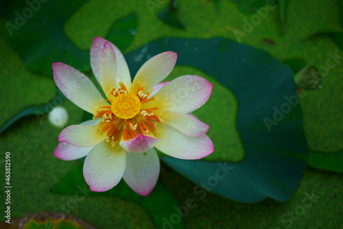 lotus flower and lotus leaf in the pond