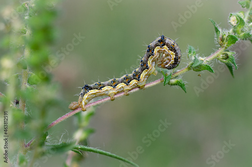A Caterpillar Noctuidae sitting on a plant leaf