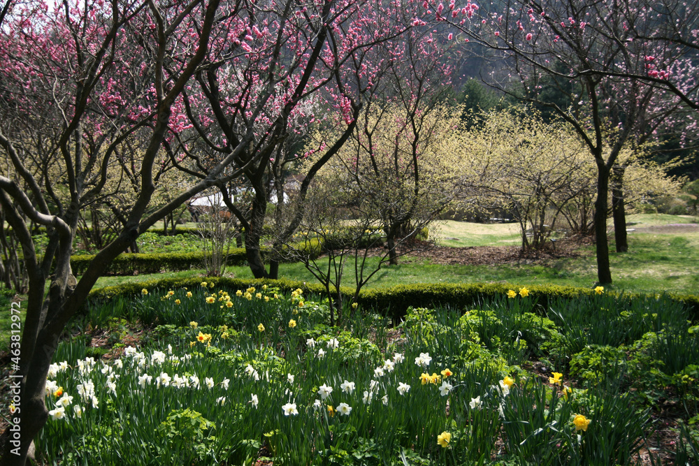 Fototapeta premium wild flower