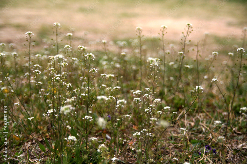 Fototapeta premium wild flower