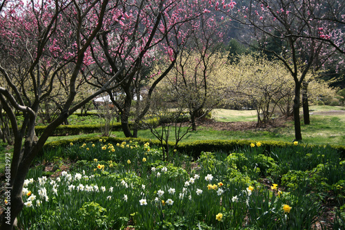 Wallpaper Mural wild flower Torontodigital.ca